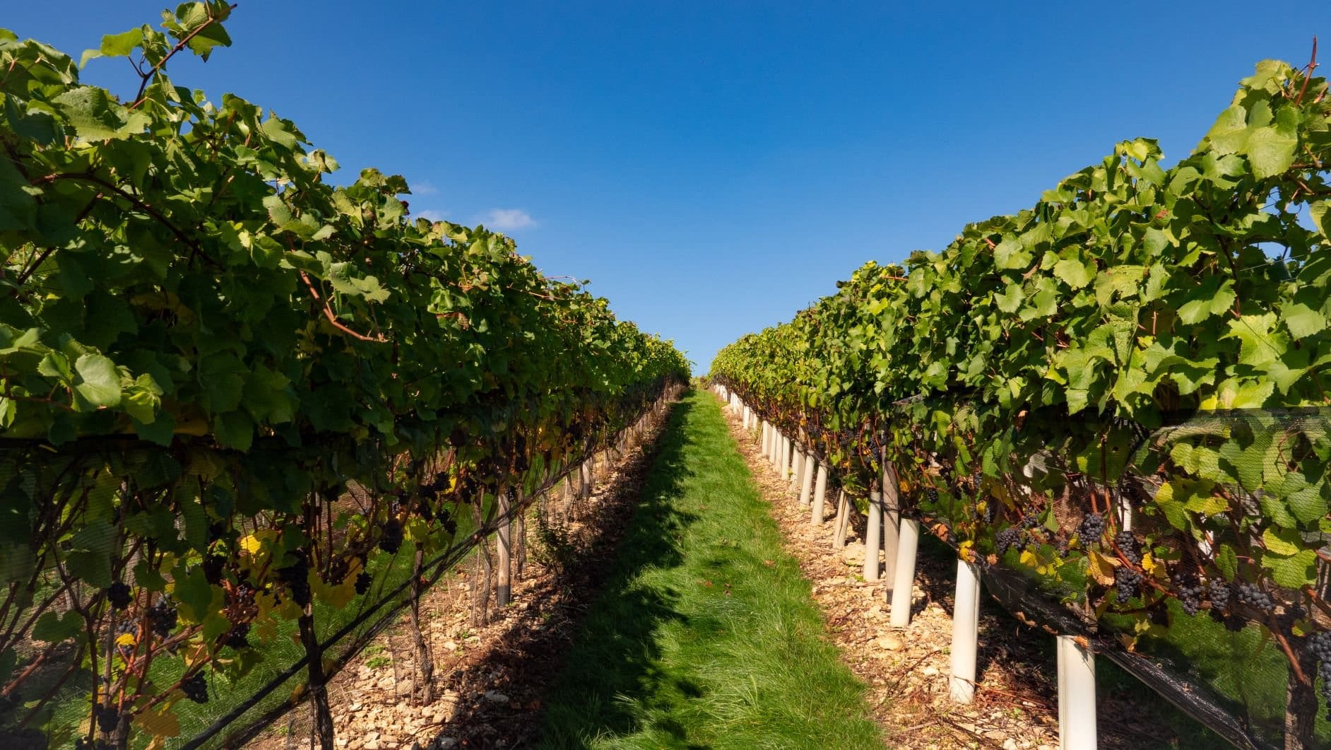 Woodchester Valley Vineyard rolling hills and vines under blue sky